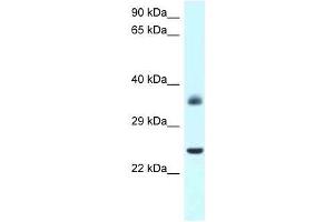 Western Blot showing Jund antibody used at a concentration of 1.