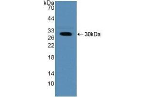 Detection of Recombinant NUP50, Human using Polyclonal Antibody to Nucleoporin 50 kDa (NUP50) (NUP50 抗体  (AA 37-269))