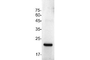 Fibroblast Growth Factor 2 (Basic) (FGF2) (Active) protein (His tag)