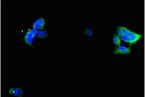 Immunofluorescent analysis of 293 cells using ABIN7153669 at dilution of 1:100 and Alexa Fluor 488-congugated AffiniPure Goat Anti-Rabbit IgG(H+L) (GIPR 抗体  (AA 22-138))