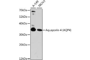 Western blot analysis of extracts of various cell lines, using Aquaporin-4  antibody (ABIN6127445, ABIN6137045, ABIN6137047 and ABIN6218099) at 1:1000 dilution. (Aquaporin 4 抗体  (AA 244-323))