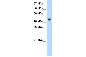 DRB1 antibody used at 1. (DRB1 抗体  (N-Term))