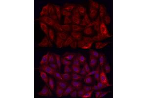 Immunofluorescence analysis of U2OS cells using MMP7 Rabbit pAb (ABIN3021102, ABIN3021103, ABIN3021104, ABIN1513214 and ABIN6213952) at dilution of 1:350 (40x lens). (MMP7 抗体  (AA 18-267))