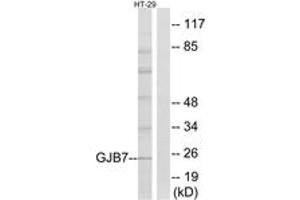 Western blot analysis of extracts from HT-29 cells, using GJB7 Antibody. (GJB7 抗体  (AA 21-70))
