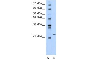 Western Blotting (WB) image for anti-Polyamine Modulated Factor 1 (PMF1) antibody (ABIN2460655) (PMF1 抗体)