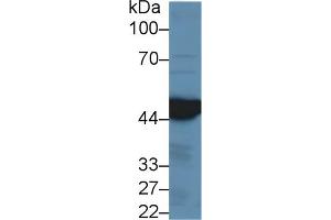 Western Blotting (WB) image for anti-Isocitrate Dehydrogenase 1 (NADP+), Soluble (IDH1) (AA 74-333) antibody (ABIN7436579)