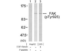 Image no. 1 for anti-PTK2 Protein tyrosine Kinase 2 (PTK2) (pTyr925) antibody (ABIN196824) (FAK 抗体  (pTyr925))