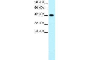 WB Suggested Anti-GATA3 Antibody Titration:  0. (GATA3 抗体  (C-Term))