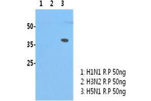 H5N1/HA1 recombinant protein (50ng) were resolved by SDS-PAGE, transferred to PVDF membrane and probed with anti-human H5N1/HA1 antibody (1:3000). (Influenza Hemagglutinin HA1 Chain 抗体 (Influenza A Virus H5N1))