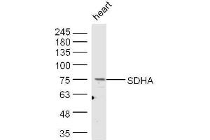 Mouse heart lysates probed with Rabbit Anti-SDHA Polyclonal Antibody, Unconjugated  at 1:500 for 90 min at 37˚C. (SDHA 抗体  (AA 561-664))
