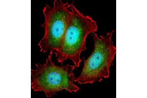 Immunofluorescent analysis of 4 % paraformaldehyde-fixed, 0. (KIF22 抗体  (AA 423-456))