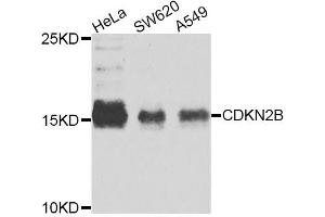 Western blot analysis of extracts of various cell lines, using CDKN2B antibody (ABIN5975386) at 1/1000 dilution. (CDKN2B 抗体)