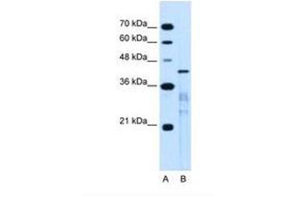 MARVELD3 antibody  (AA 219-268)