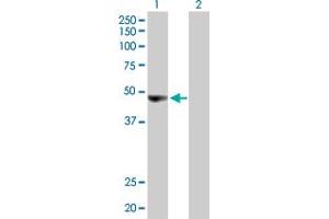 Western Blot analysis of ORC4L expression in transfected 293T cell line by ORC4L MaxPab polyclonal antibody. (ORC4 抗体  (AA 1-436))