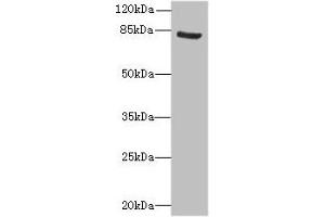 Western blot All lanes: NOL10 antibody at 8 μg/mL + K562 whole cell lysate Secondary Goat polyclonal to rabbit IgG at 1/10000 dilution Predicted band size: 81, 75, 22, 78 kDa Observed band size: 81 kDa (Nucleolar Protein 1 (NOL1) (AA 1-210) 抗体)
