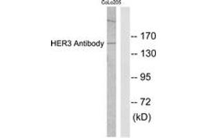 Western blot analysis of extracts from COLO205 cells, using HER3 Antibody. (ERBB3 抗体  (AA 1-50))