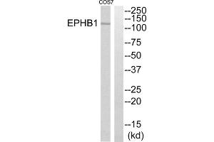 Western blot analysis of extracts from COS7 cells, using EPHB1 antibody. (EPH Receptor B1 抗体  (C-Term))