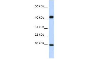 Western Blotting (WB) image for anti-Chemokine (C-C Motif) Ligand 8 (CCL8) antibody (ABIN2460101)
