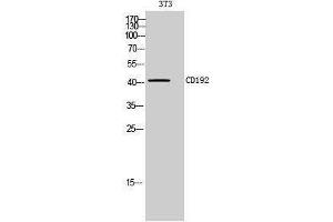 Western Blotting (WB) image for anti-Chemokine (C-C Motif) Receptor 2 (CCR2) (Internal Region) antibody (ABIN3181473)