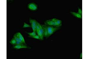 Immunofluorescent analysis of Hela cells using ABIN7157989 at dilution of 1:100 and Alexa Fluor 488-congugated AffiniPure Goat Anti-Rabbit IgG(H+L) (Leptin 抗体  (AA 29-164))