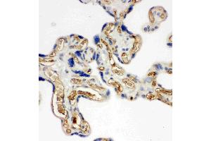 Anti-Adiponectin antibody, IHC(P): Human Placenta Tissue (ADIPOQ 抗体  (C-Term))