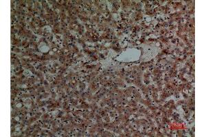 Immunohistochemistry (IHC) analysis of paraffin-embedded Human Liver, antibody was diluted at 1:100. (Cathepsin L 抗体  (Internal Region))