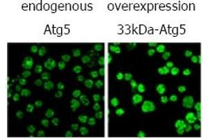 Immunofluorescence (IF) image for anti-ATG5 Autophagy Related 5 (ATG5) antibody (ABIN492606) (ATG5 抗体)