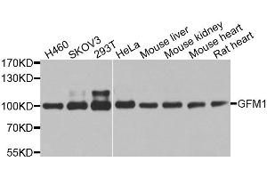 Western blot analysis of extracts of various cell lines, using GFM1 antibody. (GFM1 抗体  (AA 482-751))