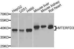 Western blot analysis of extracts of various cell lines, using MTERFD3 antibody (ABIN5974877) at 1/1000 dilution. (MTERFD3 抗体)