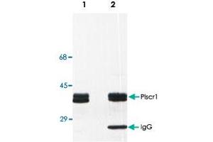 Detection of Plscr1 in rat basophilic leukemia (RBL) cell line lysate (Lane 1) and in Plscr1 immunoprecipitate from RBL lysate (Lane 2). (PLSCR1 抗体)
