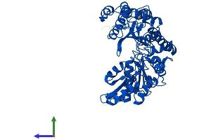 Protein Structure (PS) image for Cysteine Sulfinic Acid Decarboxylase (CSAD) (AA 1-493) protein (His tag) (ABIN7561276)