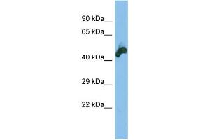 Host: Rabbit Target Name: NEK2 Sample Type: HT1080 lysates Antibody Dilution: 1. (NEK2 抗体  (N-Term))