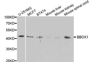 Western blot analysis of extracts of various cell lines, using BBOX1 antibody (ABIN5973426) at 1/1000 dilution. (BBOX1 抗体)
