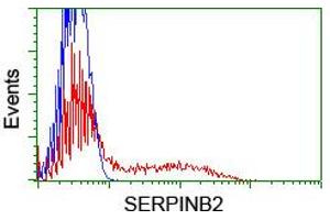 HEK293T cells transfected with either RC203139 overexpress plasmid (Red) or empty vector control plasmid (Blue) were immunostained by anti-SERPINB2 antibody (ABIN2455358), and then analyzed by flow cytometry. (SERPINB2 抗体)