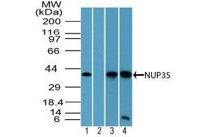 NUP35 抗体  (AA 280-330)