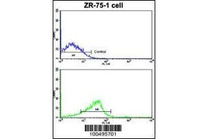 Flow cytometric analysis of ZR-75-1 cells using NCS1 Antibody (bottom histogram) compared to a negative control cell (top histogram). (NCS1 抗体  (AA 118-144))