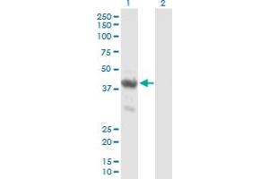 Western Blot analysis of ENO1P expression in transfected 293T cell line by ENO1P MaxPab polyclonal antibody. (ENO1P1 抗体  (AA 1-388))