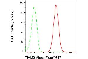 Flow cytometric analysis of TIAM2 expression in C2C12 cells using TIAM2 antibody (ABIN7800500), 1:2,000).
