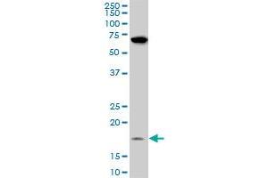 Western Blotting (WB) image for anti-NADH Dehydrogenase (Ubiquinone) 1 beta Subcomplex, 11, 17.3kDa (NDUFB11) (AA 1-153) antibody (ABIN527107)