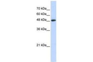 Image no. 1 for anti-Ubiquitin Protein Ligase E3 Component N-Recognin 7 (UBR7) (N-Term) antibody (ABIN6743178) (UBR7 抗体  (N-Term))