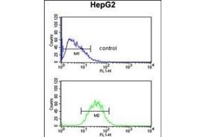 Flow Cytometry (FACS) image for anti-PRP38 Pre-mRNA Processing Factor 38 (Yeast) Domain Containing A (PRPF38A) (AA 283-312), (C-Term) antibody (ABIN653884)