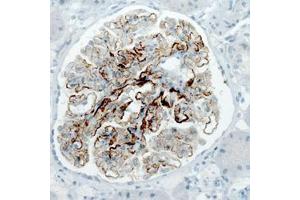 Immunohistochemical staining (Formalin-fixed paraffin-embedded sections) of human kidney with PLA2R1 monoclonal antibody, clone CL0485  shows strong membranous immunoreactivity in renal glomeruli. (PLA2R1 抗体)