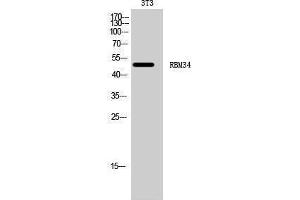 Western Blotting (WB) image for anti-RNA Binding Motif Protein 34 (RBM34) (C-Term) antibody (ABIN3186712) (RBM34 抗体  (C-Term))