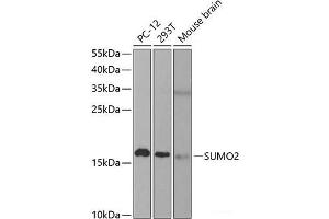Western blot analysis of extracts of various cell lines using SUMO2 Polyclonal Antibody at dilution of 1:1000. (SUMO2 抗体)