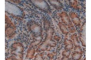 IHC-P analysis of Human Stomach Tissue, with DAB staining. (PTF1A 抗体  (AA 177-328))
