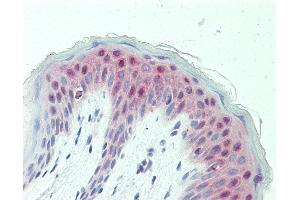 Anti-GABPB1 antibody IHC staining of human skin. (GABPB1 抗体  (AA 302-351))