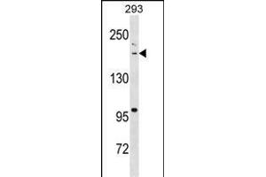 BAZ1B Antibody (N-term) (ABIN1539094 and ABIN2838323) western blot analysis in 293 cell line lysates (35 μg/lane). (BAZ1B 抗体  (N-Term))