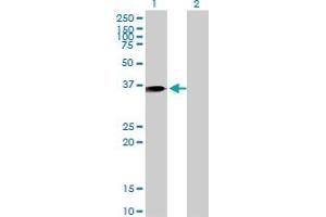 Western Blot analysis of ANXA1 expression in transfected 293T cell line by ANXA1 monoclonal antibody (M10), clone 2D11. (Annexin a1 抗体  (AA 1-346))