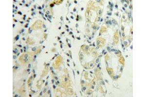 IHC-P analysis of stomach tissue, with DAB staining. (LY96 抗体  (AA 19-160))