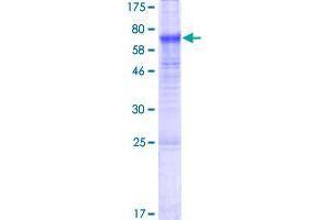 Transmembrane Protein 171 (TMEM171) (AA 1-323) protein (GST tag)